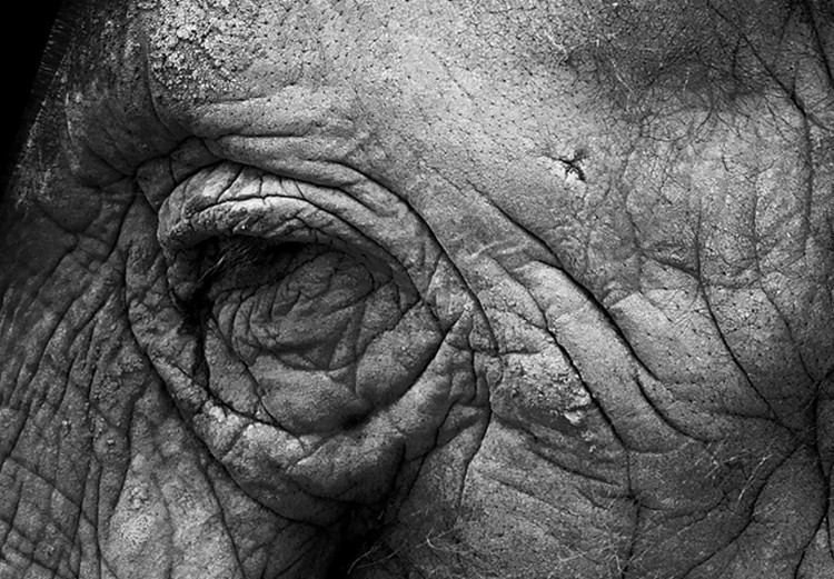 Poster Elephant Portrait - black and white composition with an African animal 116441 additionalImage 11