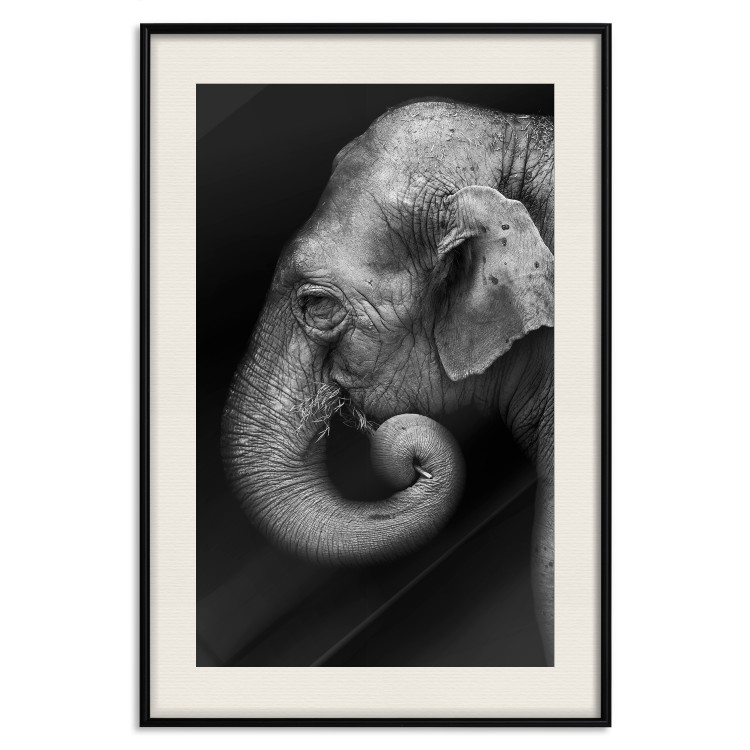 Poster Elephant Portrait - black and white composition with an African animal 116441 additionalImage 18