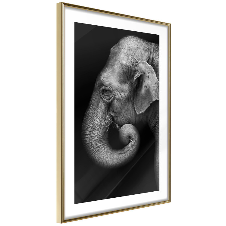 Poster Elephant Portrait - black and white composition with an African animal 116441 additionalImage 6