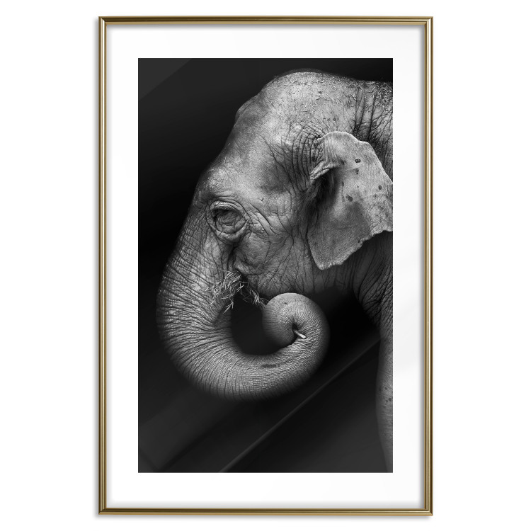 Poster Elephant Portrait - black and white composition with an African animal 116441 additionalImage 16