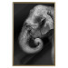 Poster Elephant Portrait - black and white composition with an African animal 116441 additionalThumb 20