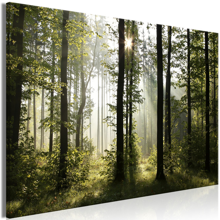 Large canvas print Forest: Beautiful Morning [Large Format] 128641 additionalImage 2