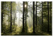 Large canvas print Forest: Beautiful Morning [Large Format] 128641