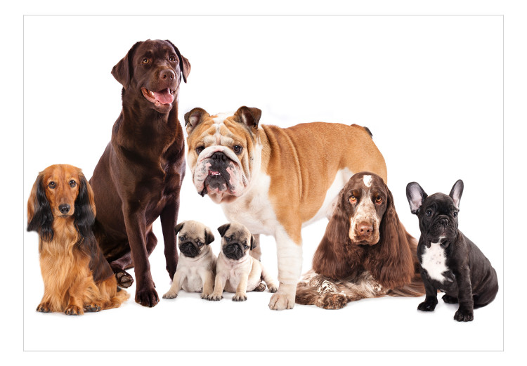 Wall Mural Animal portrait - dogs with a brown labrador in the centre on a white background 129041 additionalImage 1