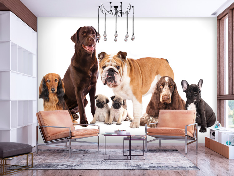 Wall Mural Animal portrait - dogs with a brown labrador in the centre on a white background 129041