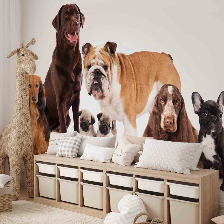 Wall Mural Animal portrait - dogs with a brown labrador in the centre on a white background 129041 additionalImage 5