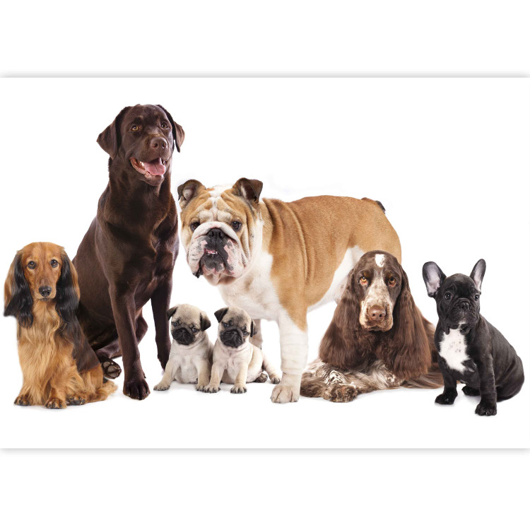 Wall Mural Animal portrait - dogs with a brown labrador in the centre on a white background 129041 additionalImage 3