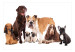 Wall Mural Animal portrait - dogs with a brown labrador in the centre on a white background 129041 additionalThumb 1