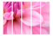 Room Separator Floral Petals - Dahlia II - velvety and pink romantic flowers 133941 additionalThumb 3