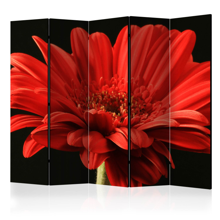 Room Divider Screen Red Gerbera II - flower with red petals on a black background 134041