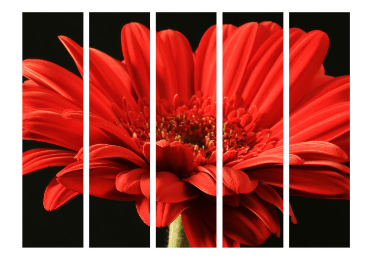 Room Divider Screen Red Gerbera II - flower with red petals on a black background 134041 additionalImage 3