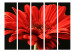 Room Divider Screen Red Gerbera II - flower with red petals on a black background 134041 additionalThumb 3
