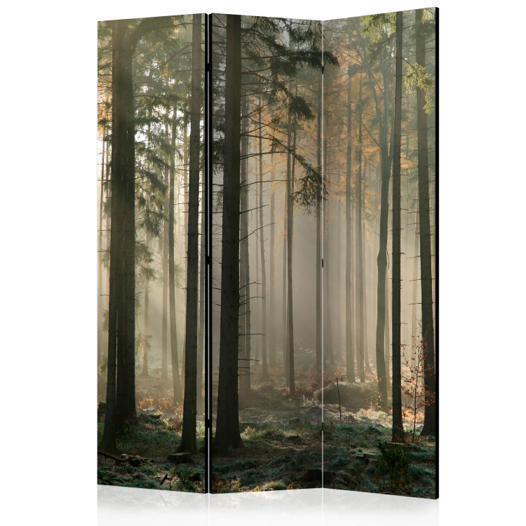 Room Divider Foggy November Morning (3-piece) - sunrise and forest trees 134141