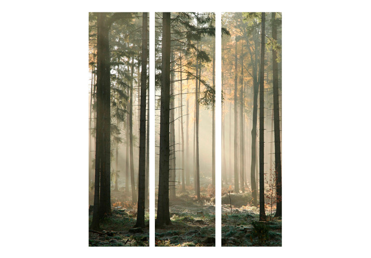 Room Divider Foggy November Morning (3-piece) - sunrise and forest trees 134141 additionalImage 3