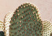 Poster Cactus in a Pot - Coniferous Plant in a Clay Pot 145241 additionalThumb 5