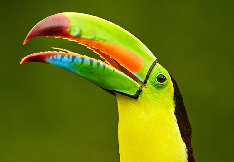 Poster Toucan - colorful bird sitting on a branch among tropical leaves 116451 additionalImage 9