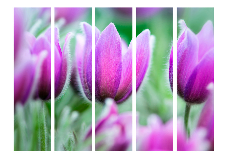 Room Divider Screen Purple Spring Tulips II - colorful flowers on a green meadow 133951 additionalImage 3