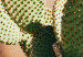 Poster Cactus in a Pot - succulent in a pot against the bright sunlight 134751 additionalThumb 11