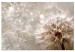 Canvas Print In the Glow of Dandelion (1-piece) - flower seeds carried by the wind 144051