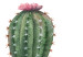 Canvas Three Cacti - Simplified, cheerful graphics of green plants 108561 additionalThumb 5