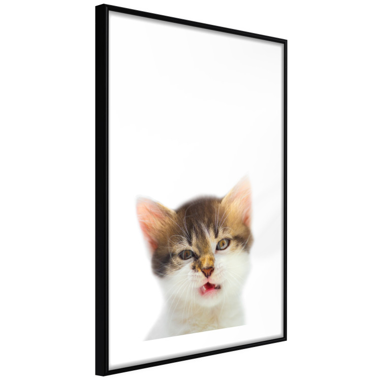Wall Poster Annoyed cat - white-brown kitten with a funny expression on its face 114961 additionalImage 11