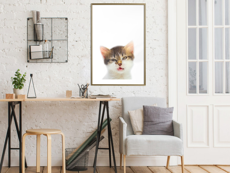 Wall Poster Annoyed cat - white-brown kitten with a funny expression on its face 114961 additionalImage 13