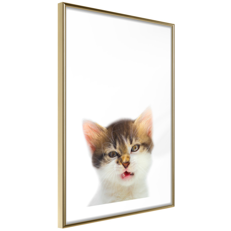 Wall Poster Annoyed cat - white-brown kitten with a funny expression on its face 114961 additionalImage 6