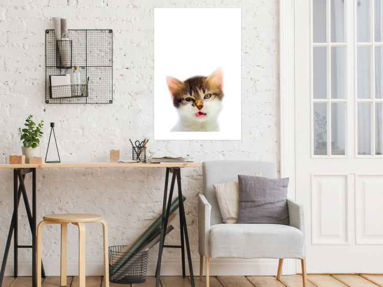 Wall Poster Annoyed cat - white-brown kitten with a funny expression on its face 114961 additionalImage 2