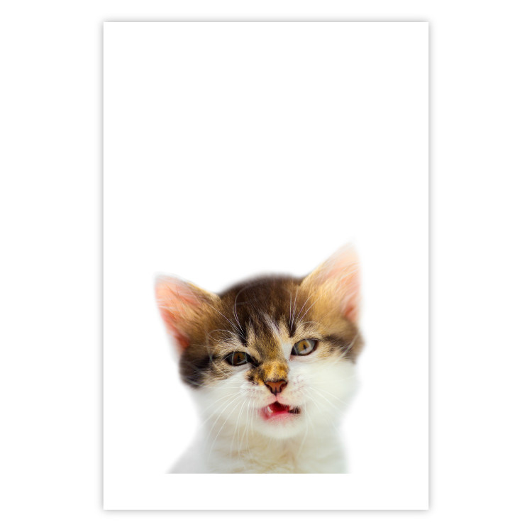 Wall Poster Annoyed cat - white-brown kitten with a funny expression on its face 114961 additionalImage 19