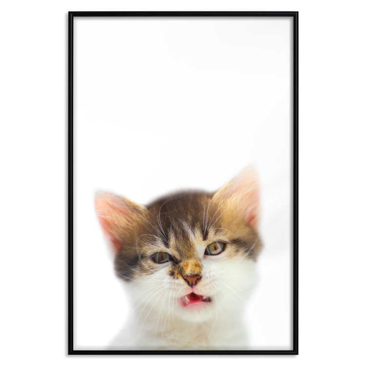Wall Poster Annoyed cat - white-brown kitten with a funny expression on its face 114961 additionalImage 18