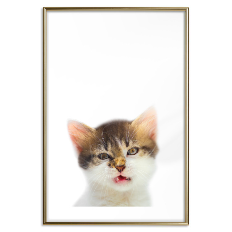 Wall Poster Annoyed cat - white-brown kitten with a funny expression on its face 114961 additionalImage 14