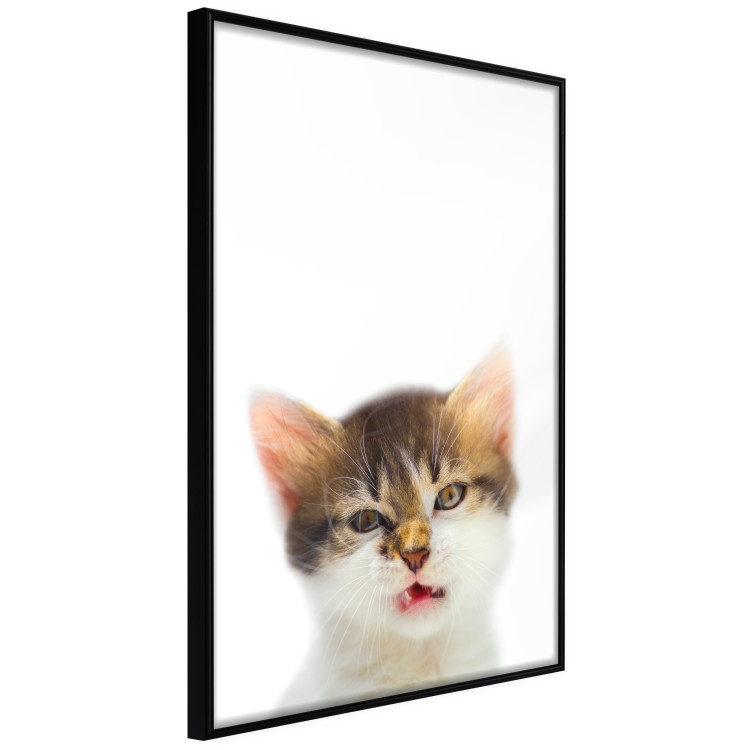 Wall Poster Annoyed cat - white-brown kitten with a funny expression on its face 114961 additionalImage 10