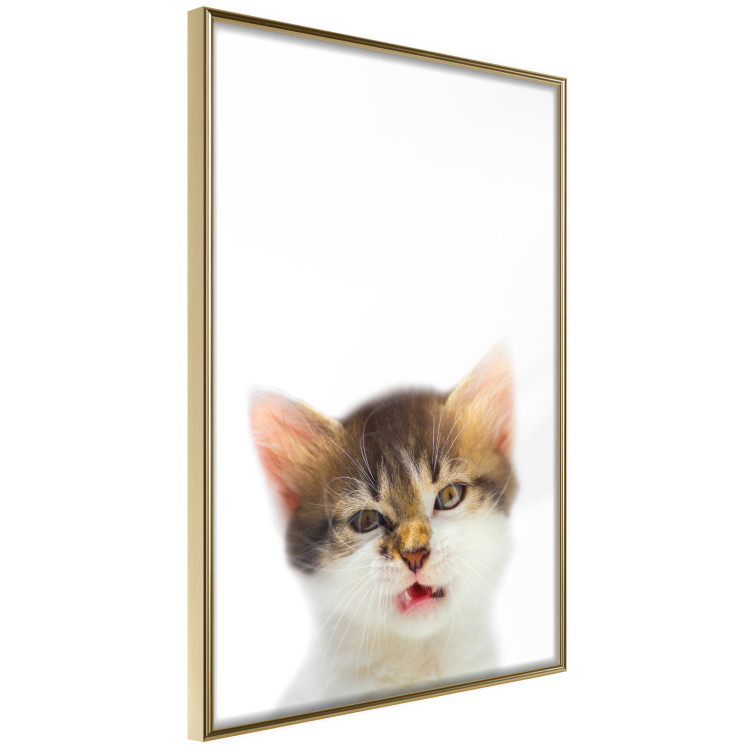 Wall Poster Annoyed cat - white-brown kitten with a funny expression on its face 114961 additionalImage 12