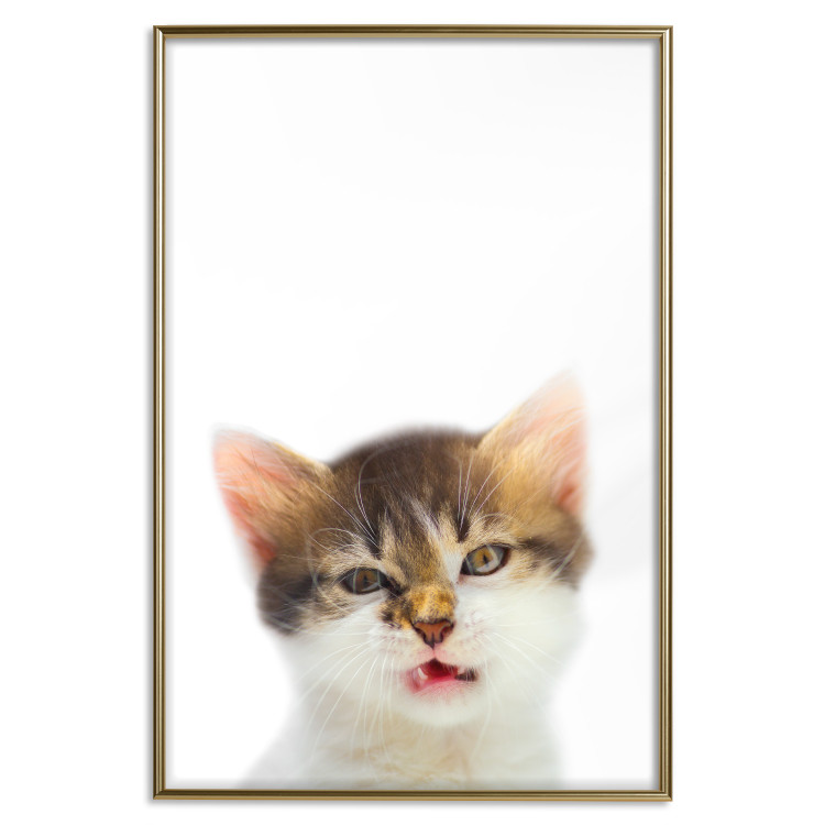 Wall Poster Annoyed cat - white-brown kitten with a funny expression on its face 114961 additionalImage 16