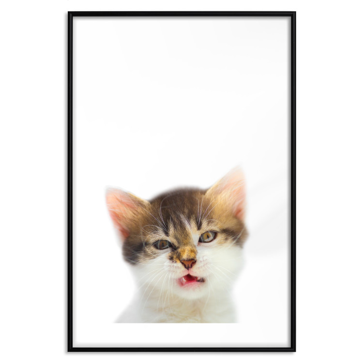 Wall Poster Annoyed cat - white-brown kitten with a funny expression on its face 114961 additionalImage 15