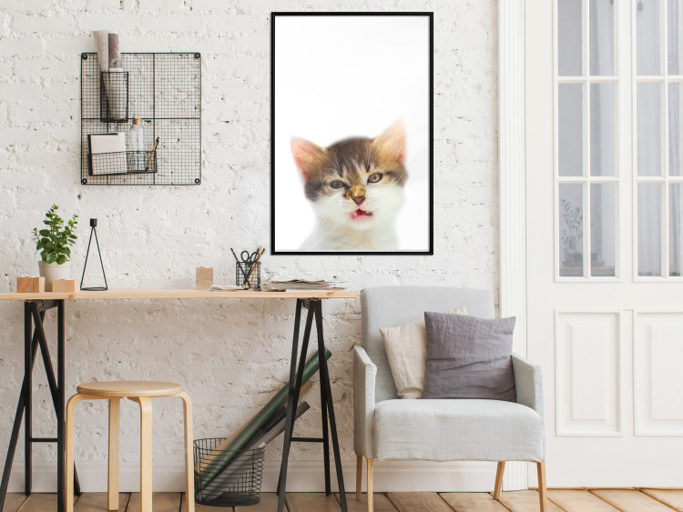Wall Poster Annoyed cat - white-brown kitten with a funny expression on its face 114961 additionalImage 3
