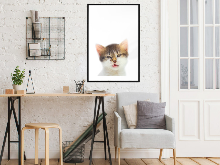 Wall Poster Annoyed cat - white-brown kitten with a funny expression on its face 114961 additionalImage 4