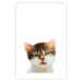 Wall Poster Annoyed cat - white-brown kitten with a funny expression on its face 114961 additionalThumb 19