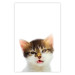 Wall Poster Annoyed cat - white-brown kitten with a funny expression on its face 114961