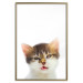 Wall Poster Annoyed cat - white-brown kitten with a funny expression on its face 114961 additionalThumb 16