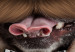Poster Pug in a Hat - funny fantasy with a mustached dog with a black and white bowtie 116361 additionalThumb 9