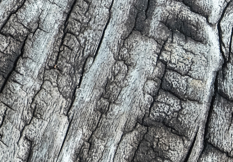 Canvas Tree bark - the structure of nature in monochrome gray 117761 additionalImage 4