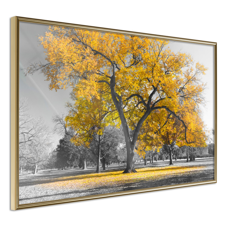 Wall Poster Autumn in the Park (Golden) - gray tree landscape with golden leaves 122761 additionalImage 12