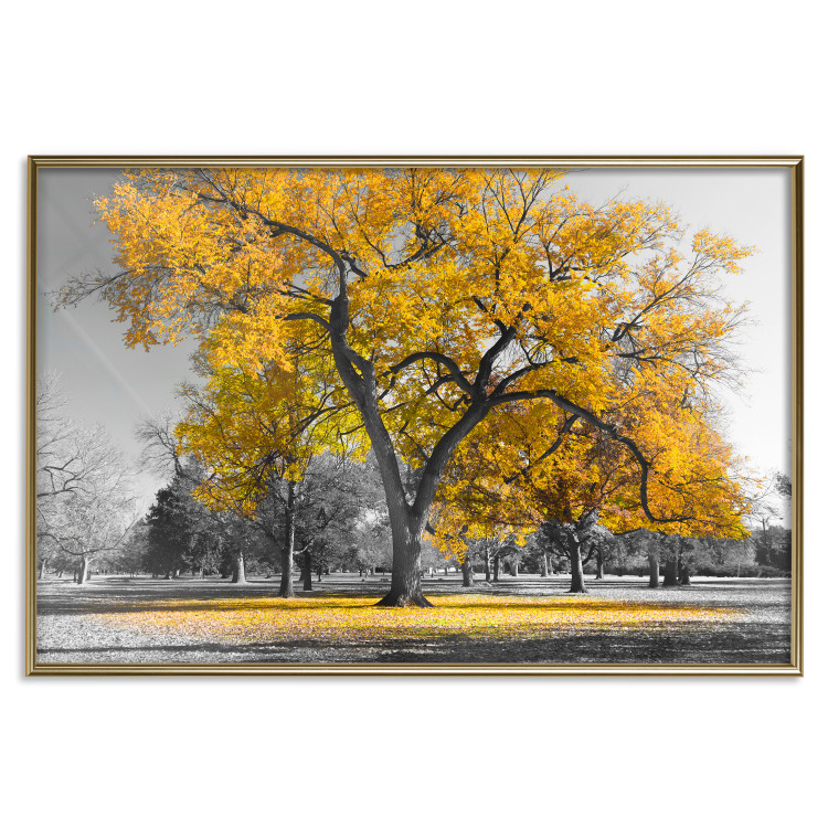 Wall Poster Autumn in the Park (Golden) - gray tree landscape with golden leaves 122761 additionalImage 20