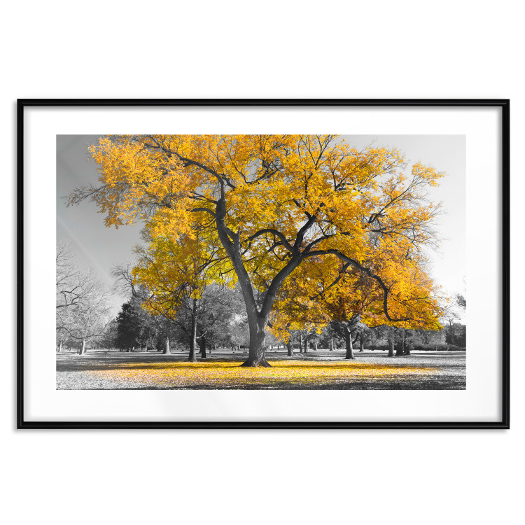 Wall Poster Autumn in the Park (Golden) - gray tree landscape with golden leaves 122761 additionalImage 15