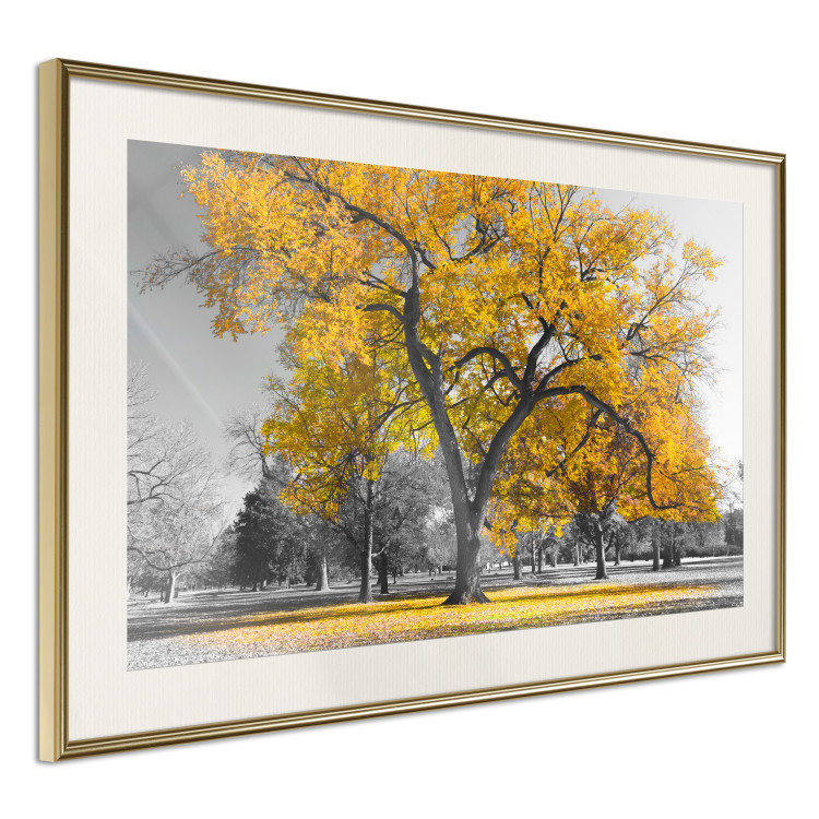 Wall Poster Autumn in the Park (Golden) - gray tree landscape with golden leaves 122761 additionalImage 2