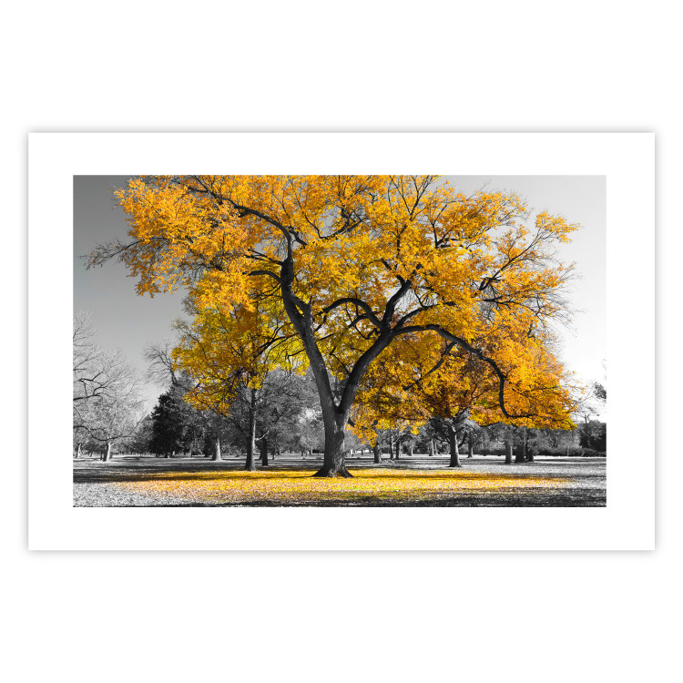 Wall Poster Autumn in the Park (Golden) - gray tree landscape with golden leaves 122761 additionalImage 25