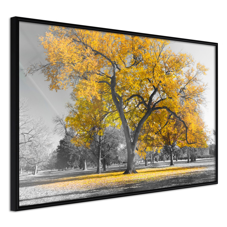 Wall Poster Autumn in the Park (Golden) - gray tree landscape with golden leaves 122761 additionalImage 10
