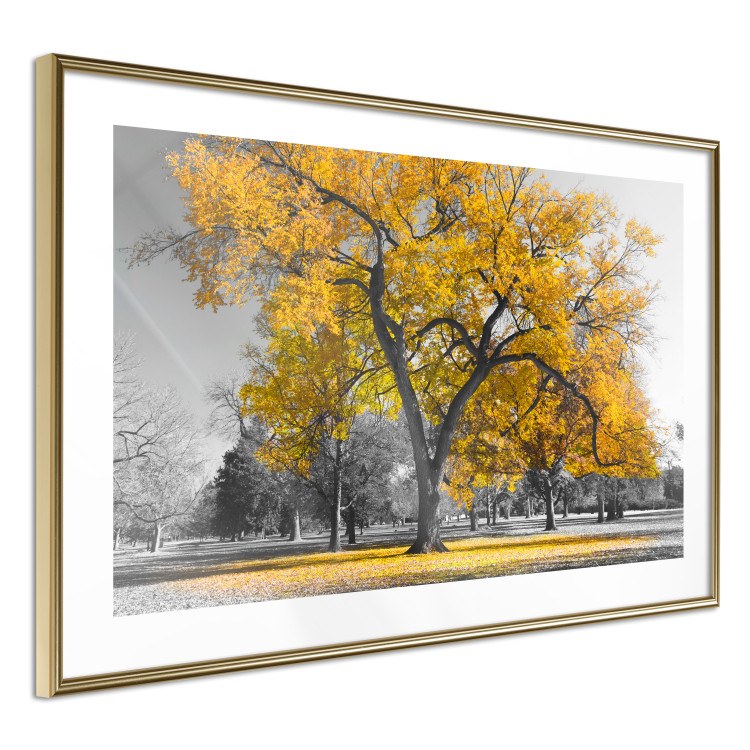 Wall Poster Autumn in the Park (Golden) - gray tree landscape with golden leaves 122761 additionalImage 6