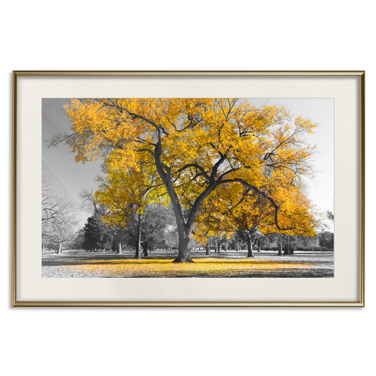 Wall Poster Autumn in the Park (Golden) - gray tree landscape with golden leaves 122761 additionalImage 19
